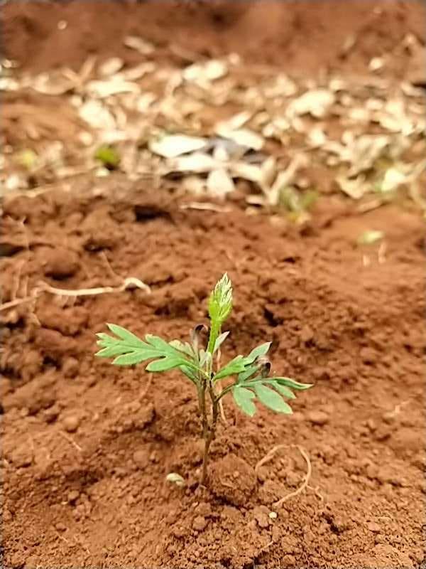 tree image