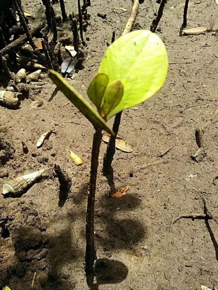 tree image