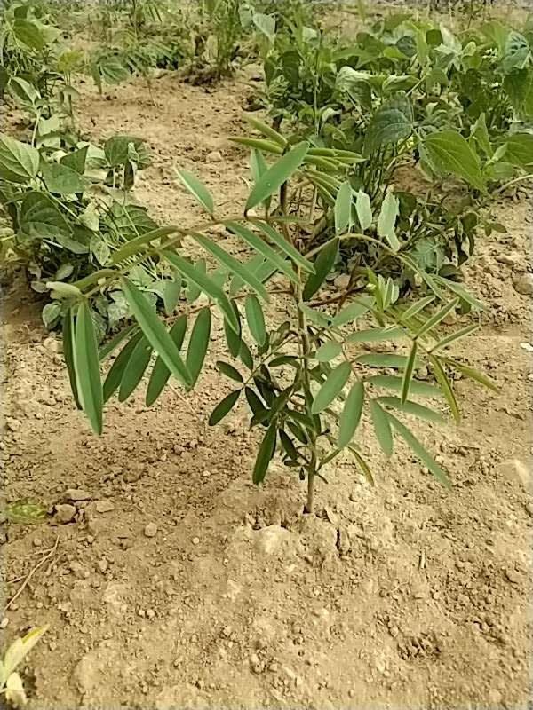 tree image