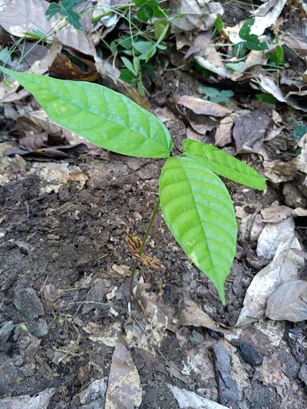 tree image