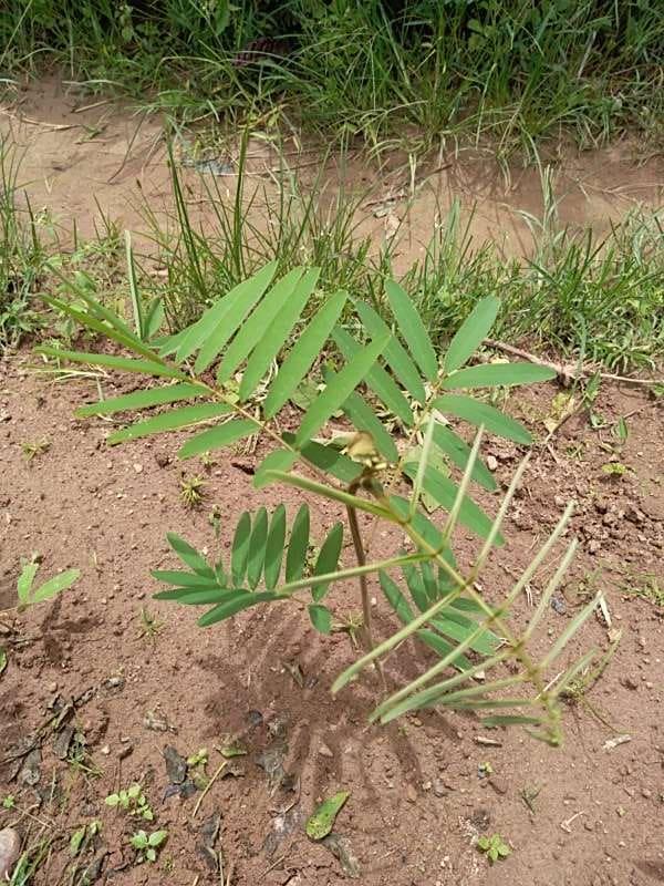 tree image