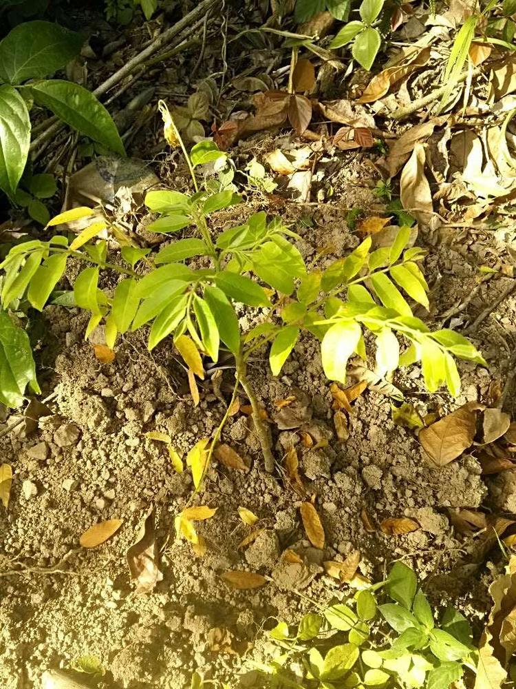 tree image