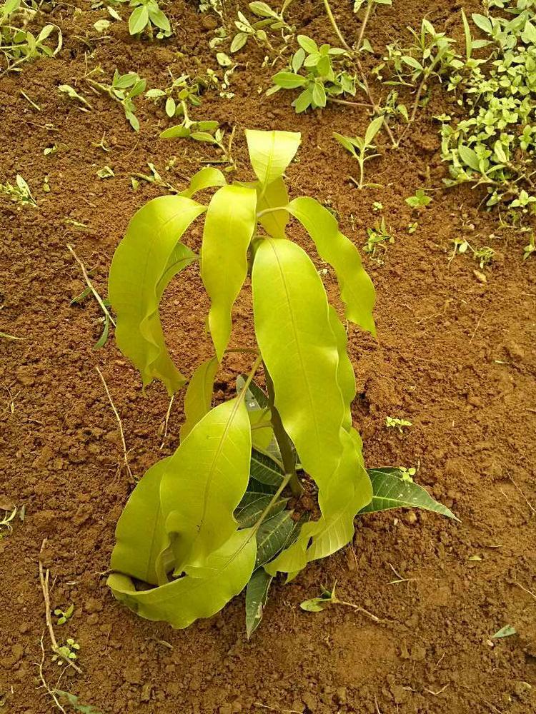 tree image