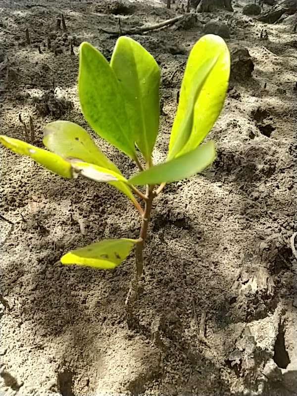 tree image