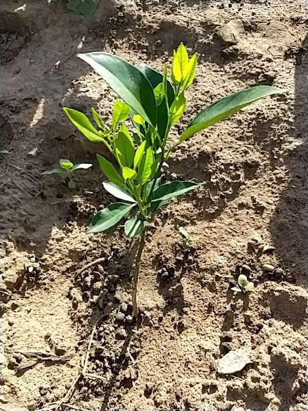 tree image