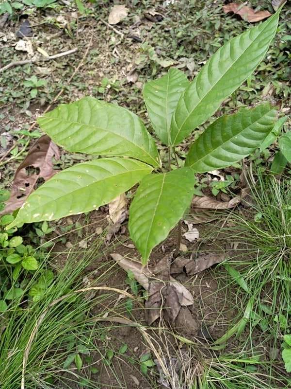 tree image