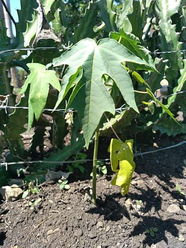 tree image