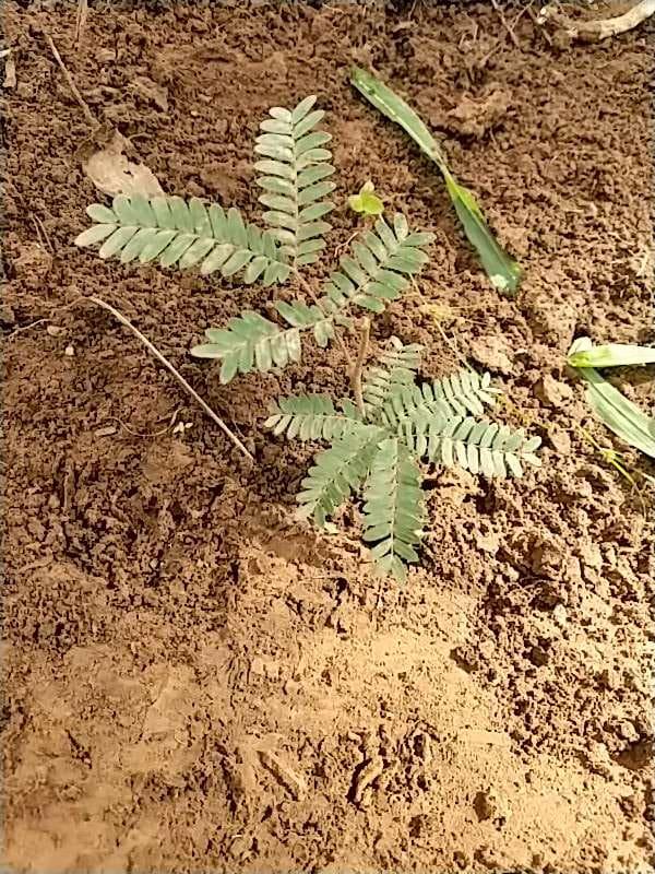 tree image
