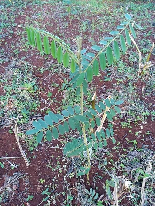 tree image