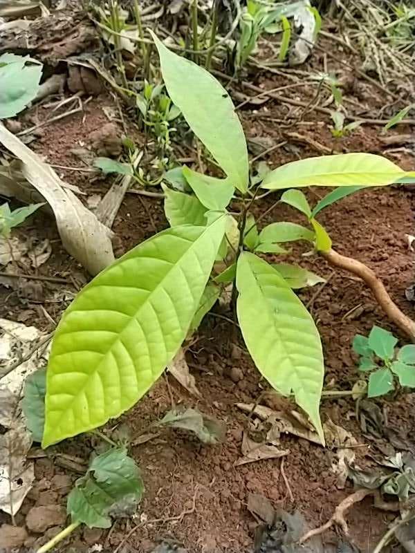 tree image