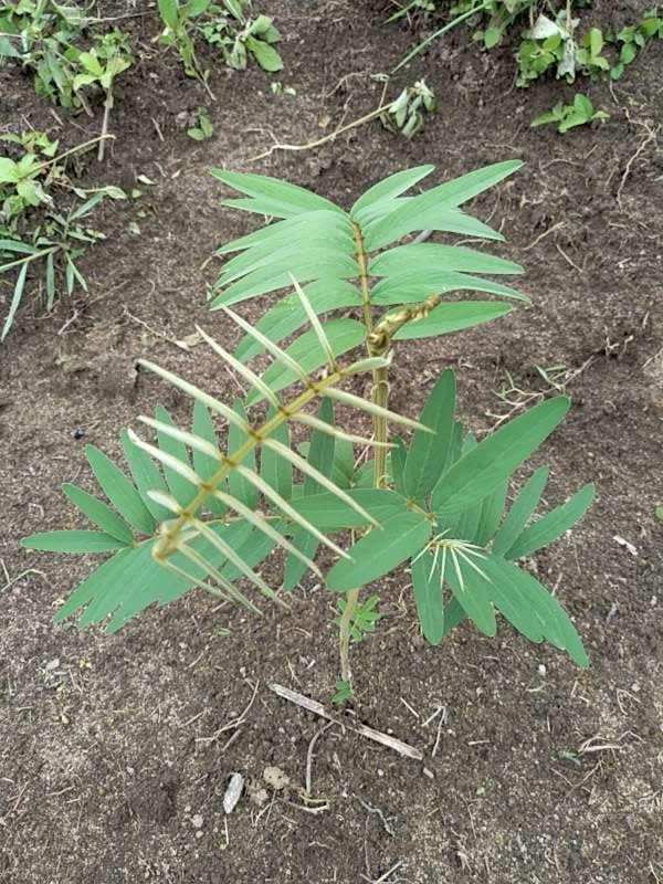 tree image
