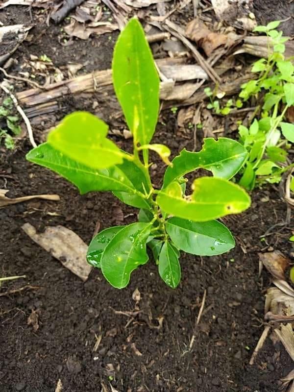 tree image