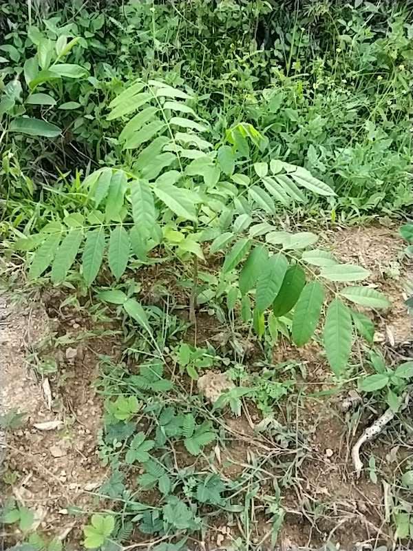 tree image