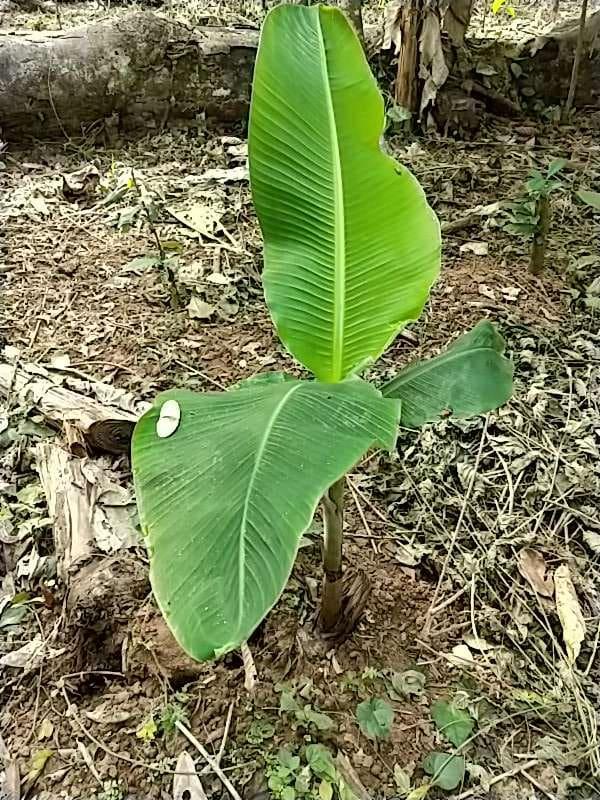 tree image