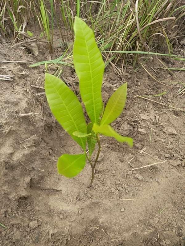tree image