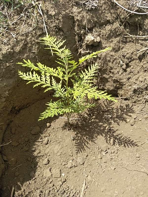 tree image