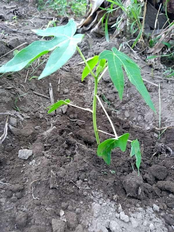 tree image