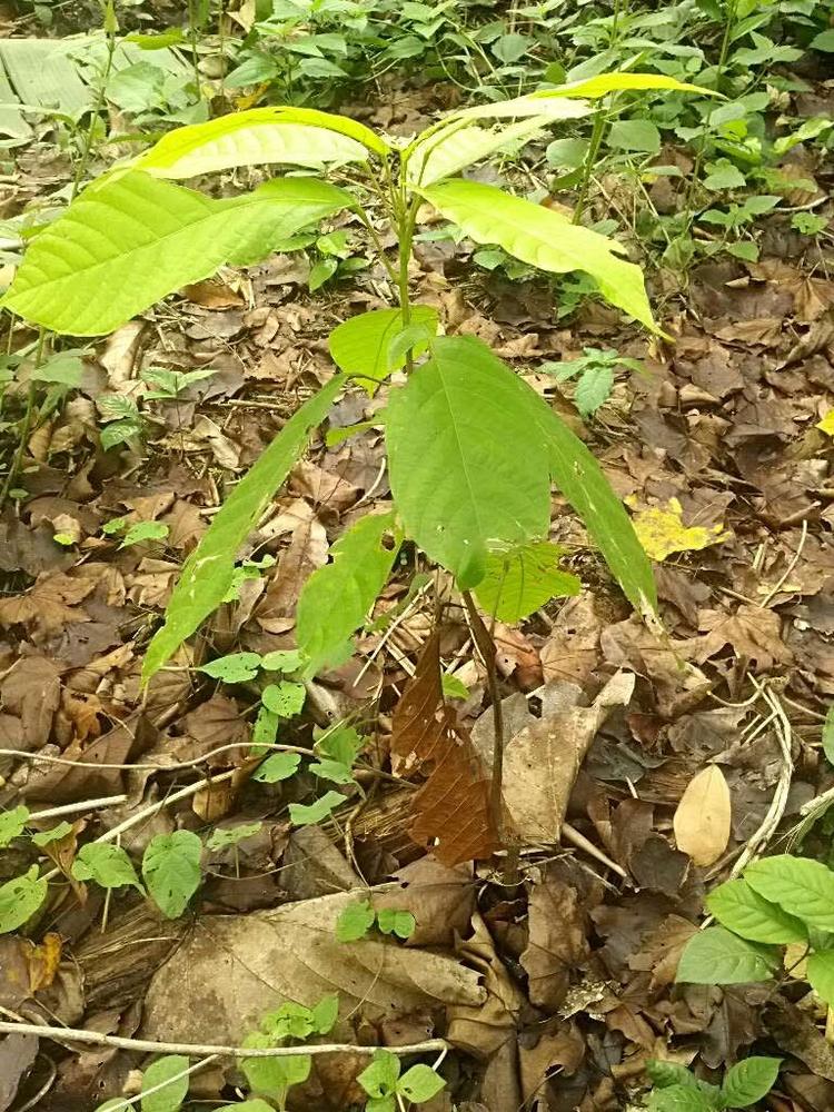 tree image
