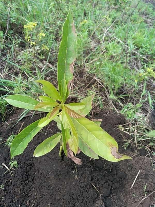 tree image