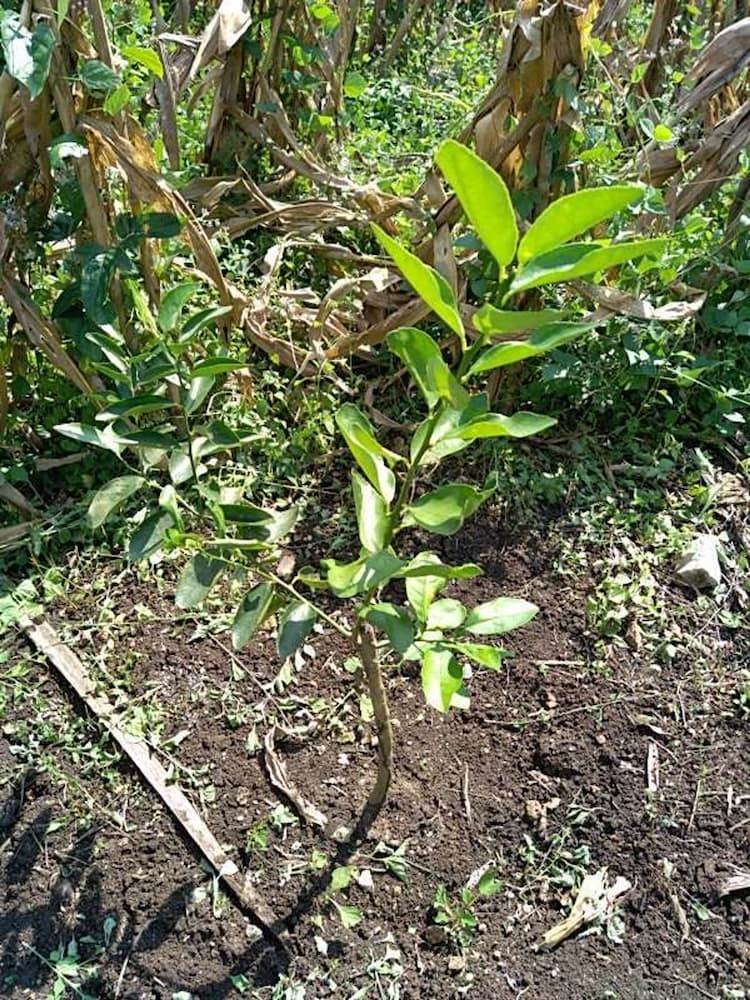 tree image