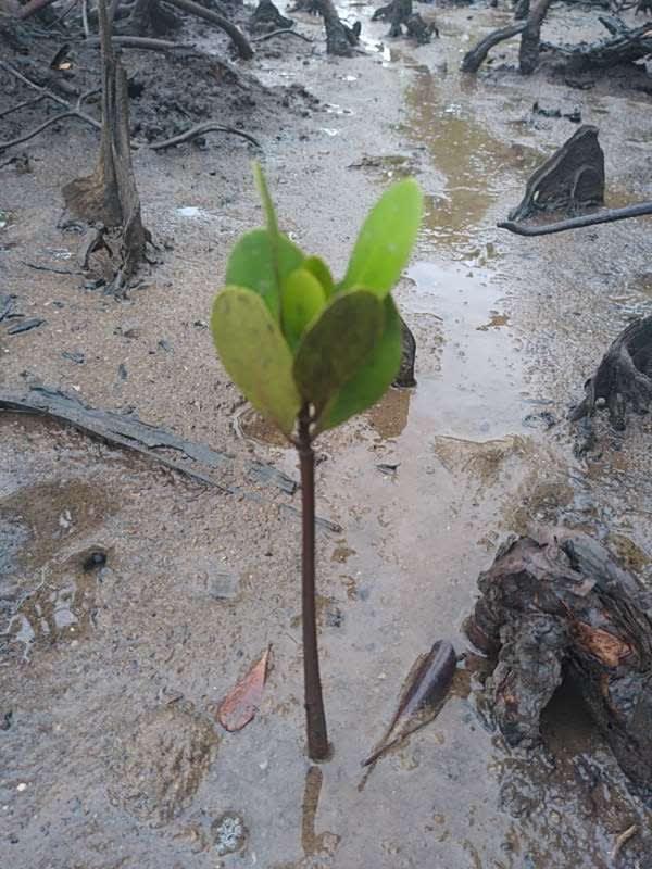 tree image