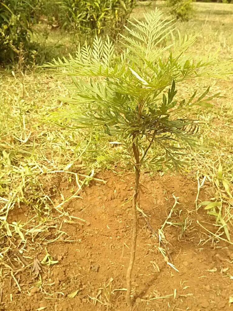 tree image