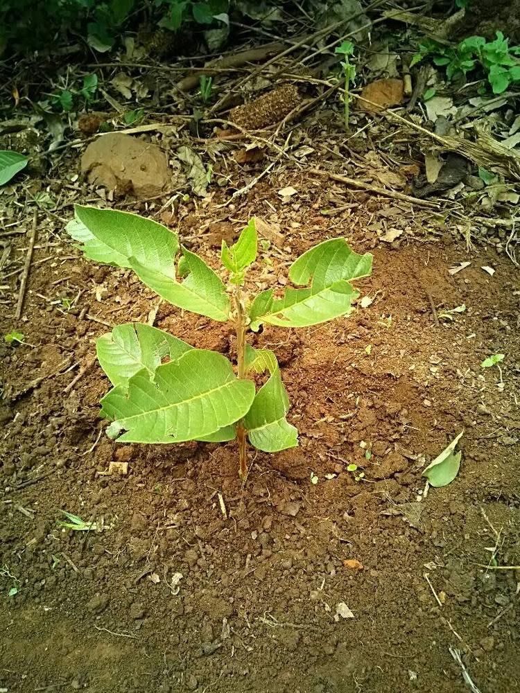 tree image