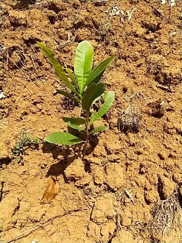 tree image