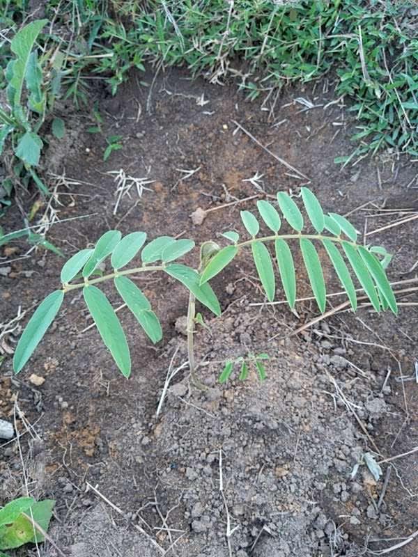 tree image