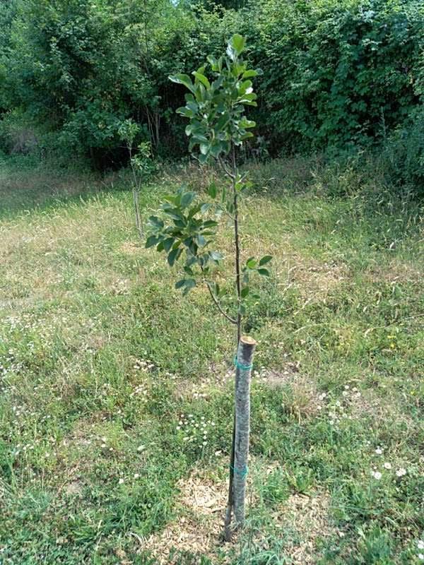 tree image