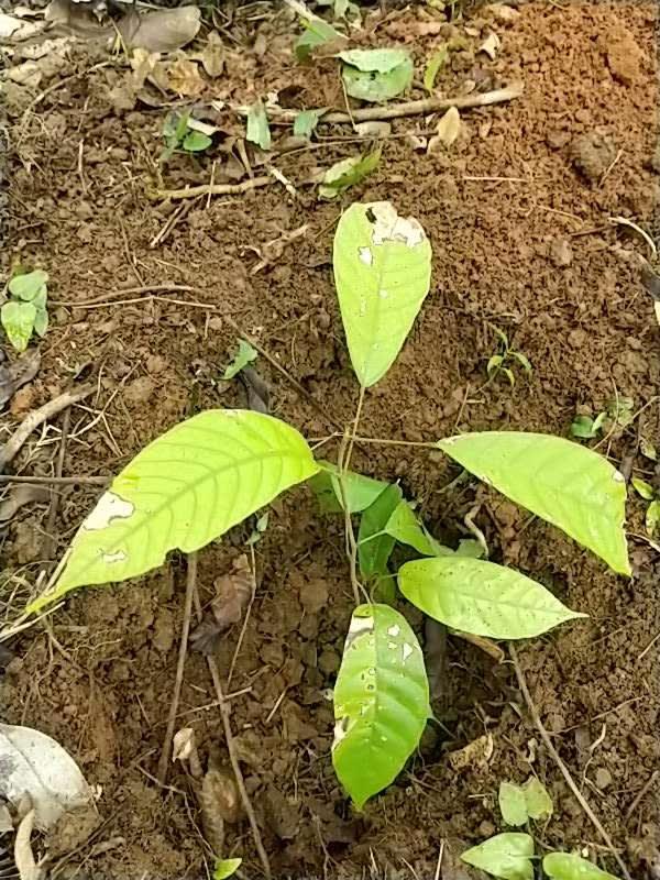 tree image