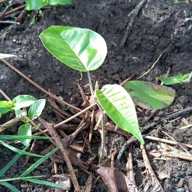 tree image
