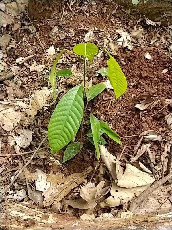 tree image