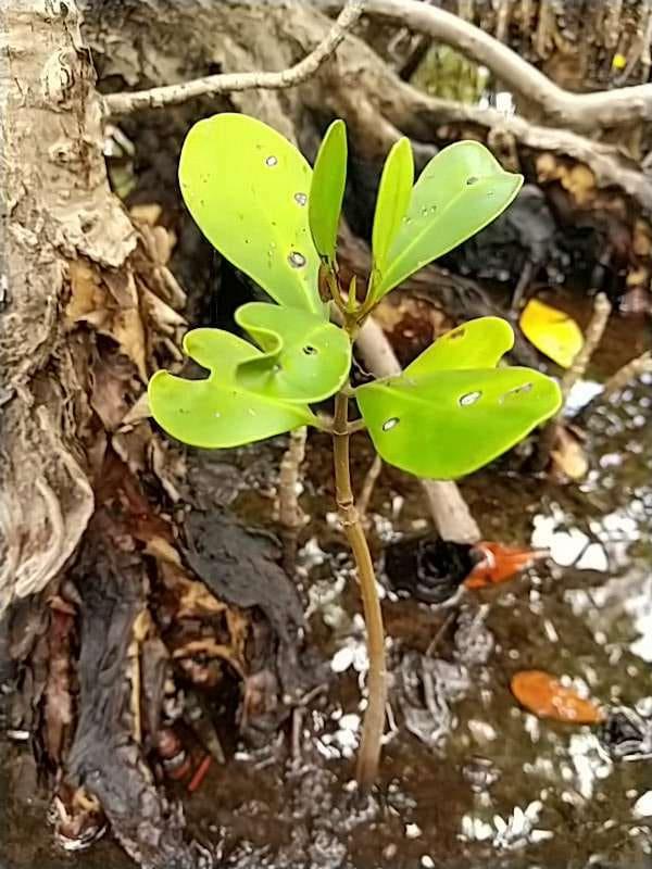 tree image