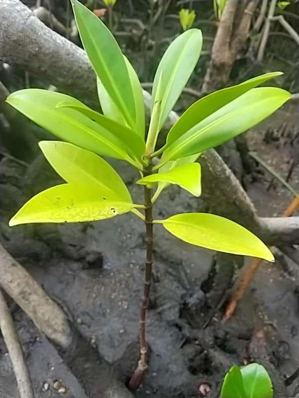 tree image