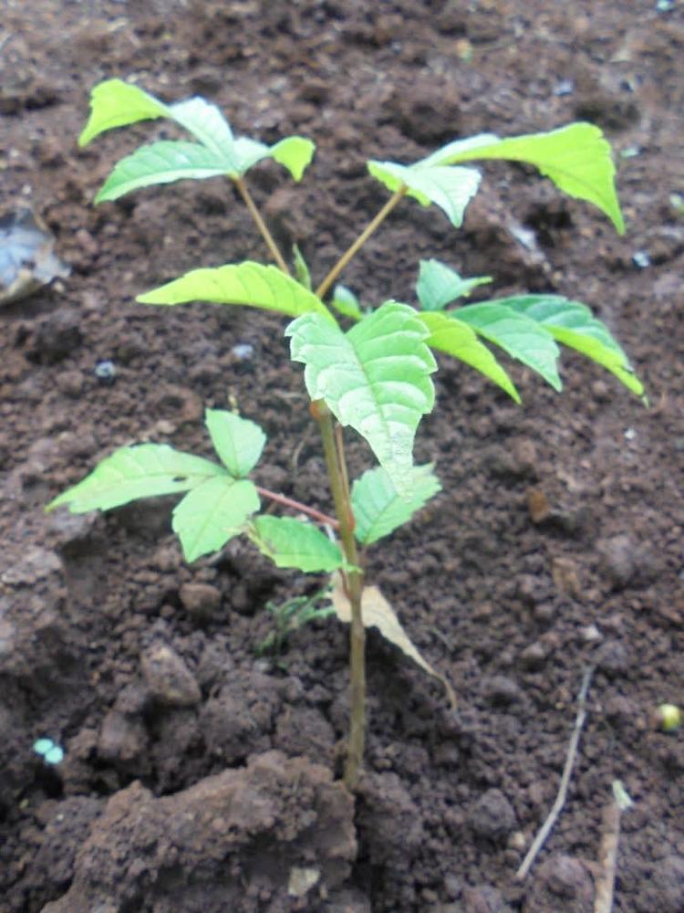 tree image