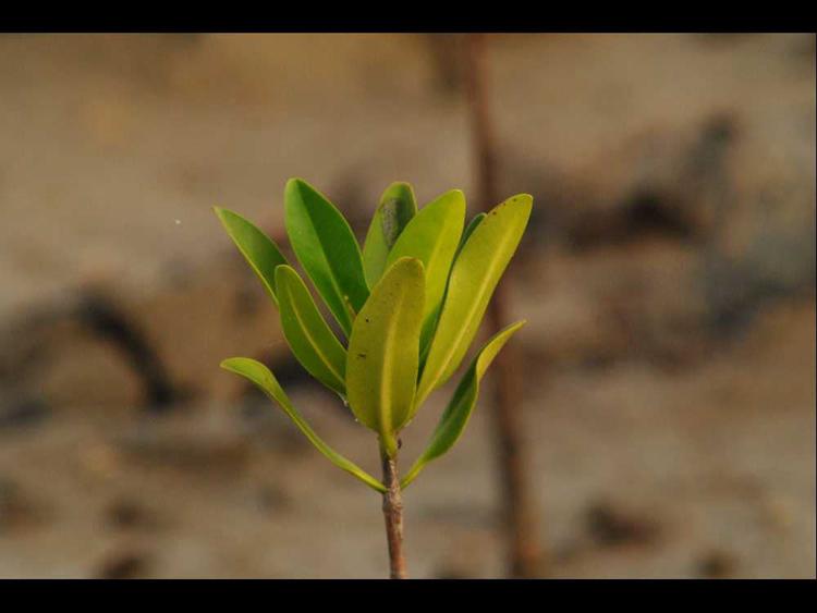tree image