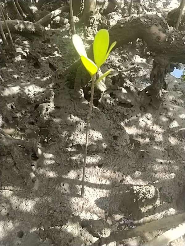 tree image