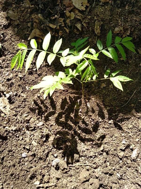 tree image