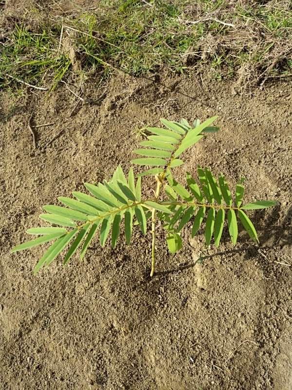tree image
