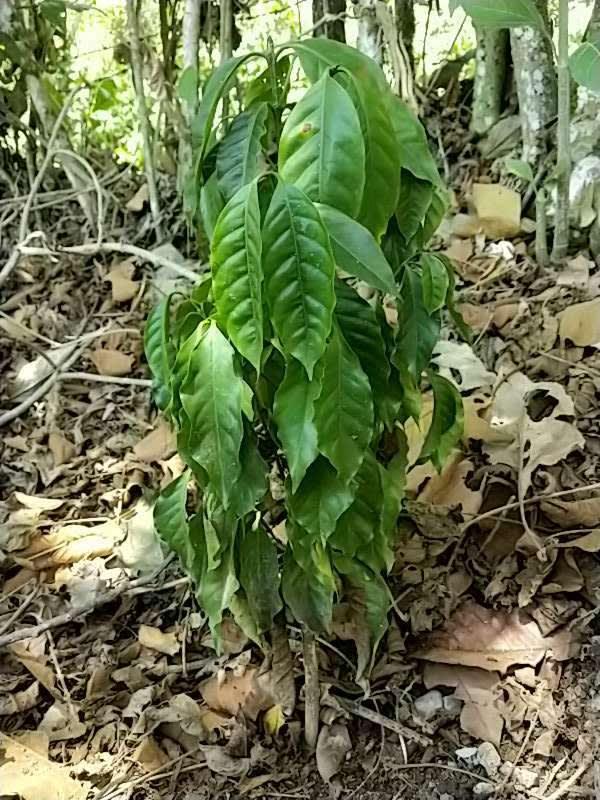 tree image