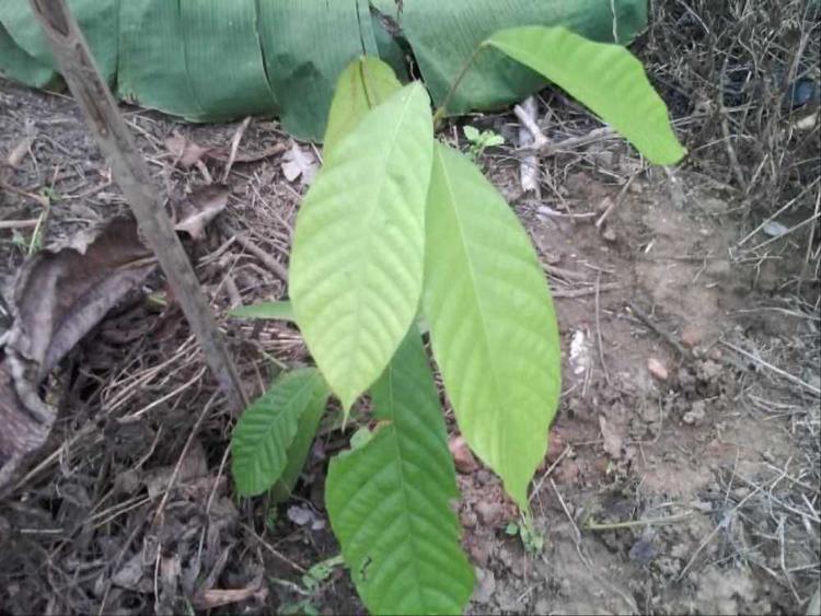 tree image