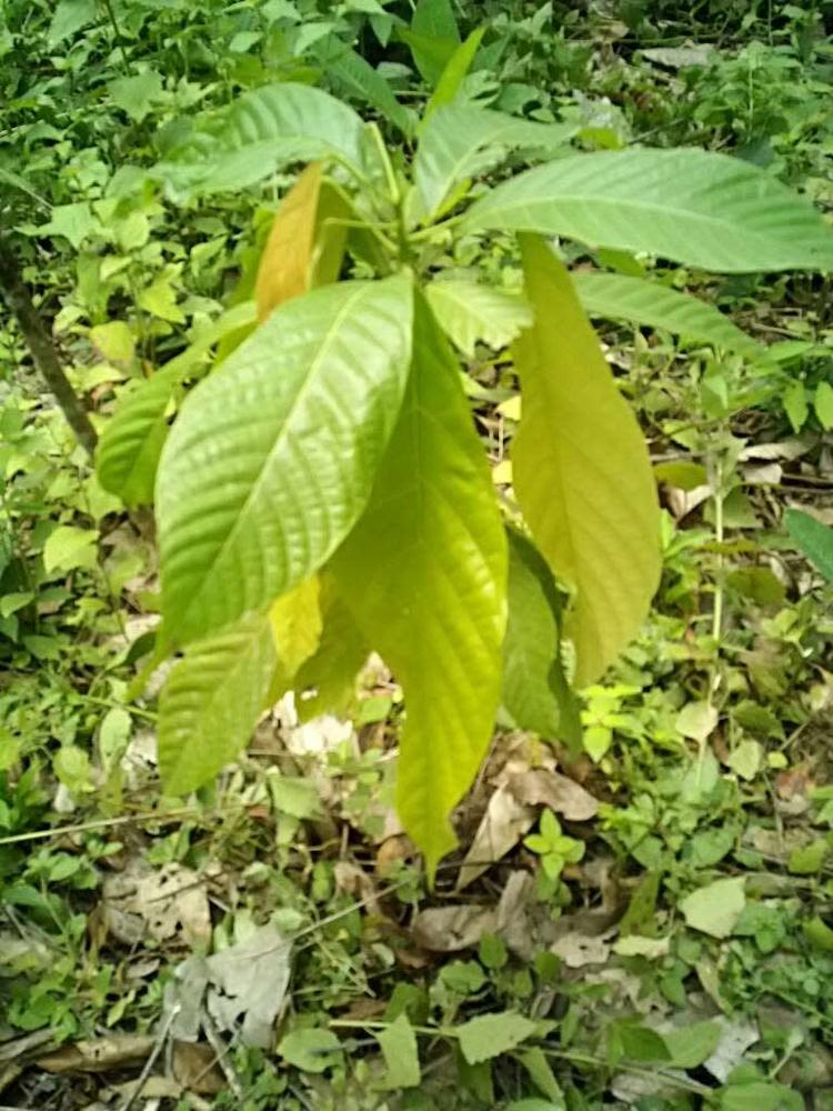 tree image