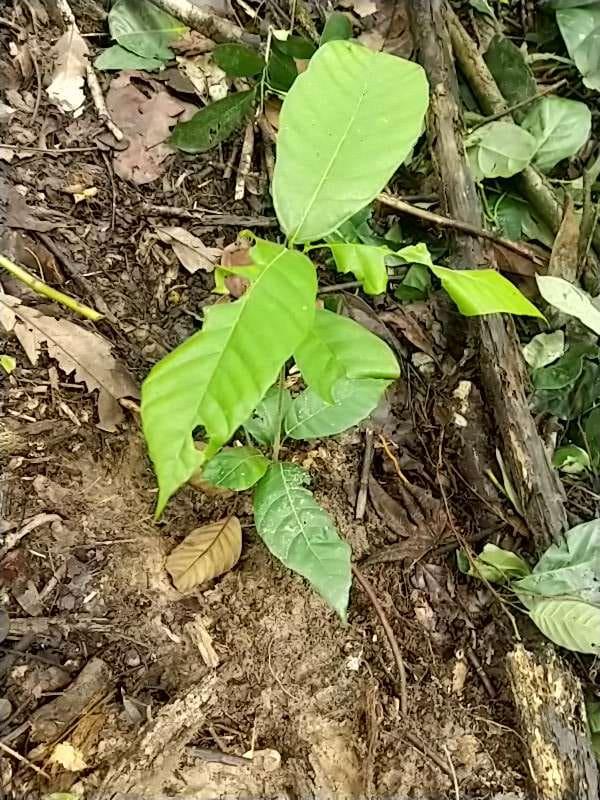 tree image