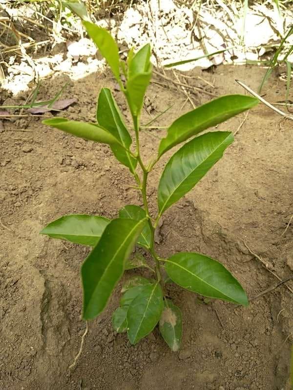 tree image
