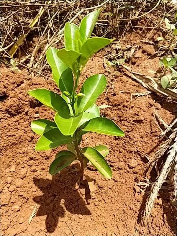 tree image