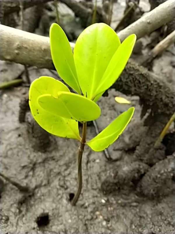 tree image
