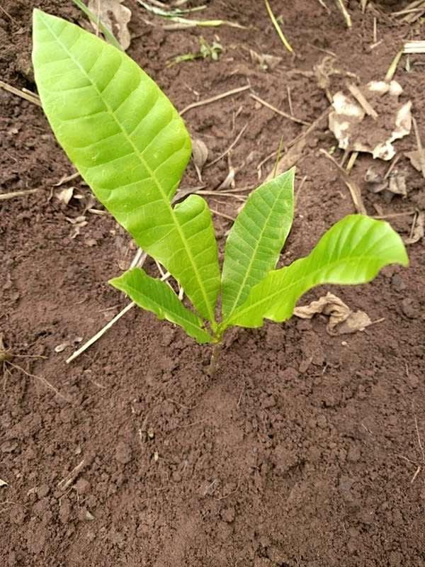 tree image