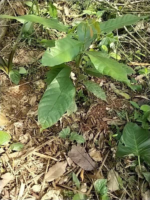 tree image