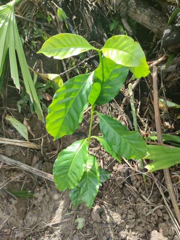 tree image